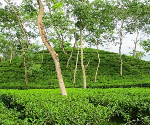 Sylhet Tour